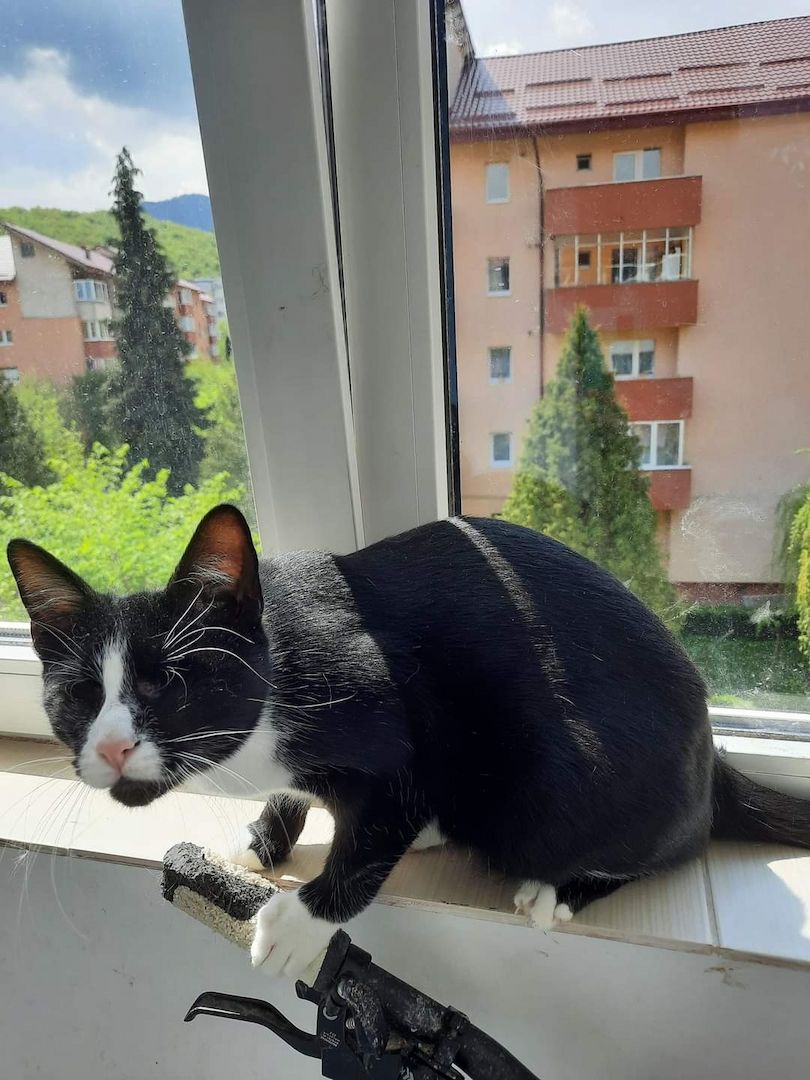 James- Hilfebedürftiges Katerchen James- Hilfebedürftiges Katerchen