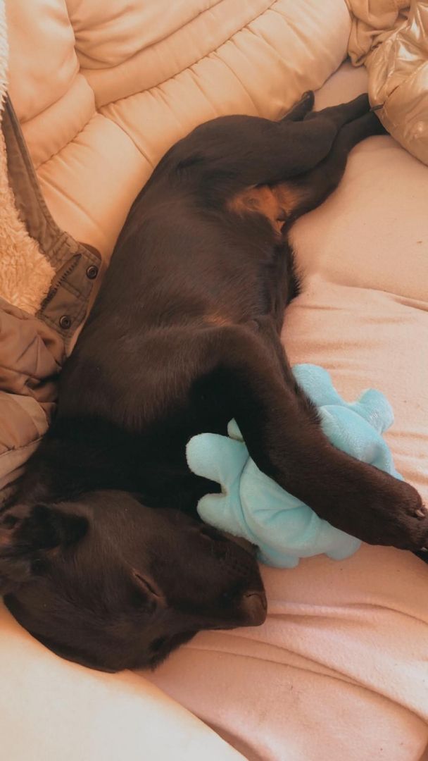 Welpe Hund Welpe Hund