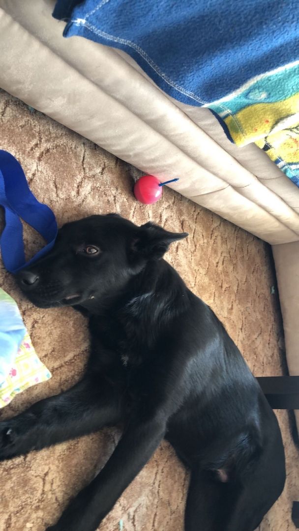 Welpe Hund Welpe Hund