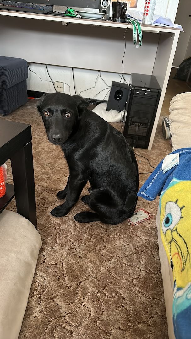 Welpe Hund Welpe Hund