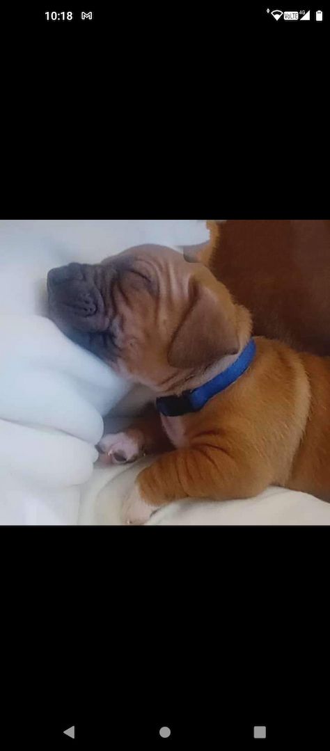 Dringend zu Hause gesucht