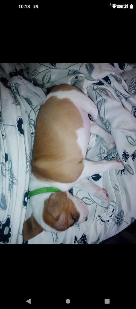 Dringend zu Hause gesucht