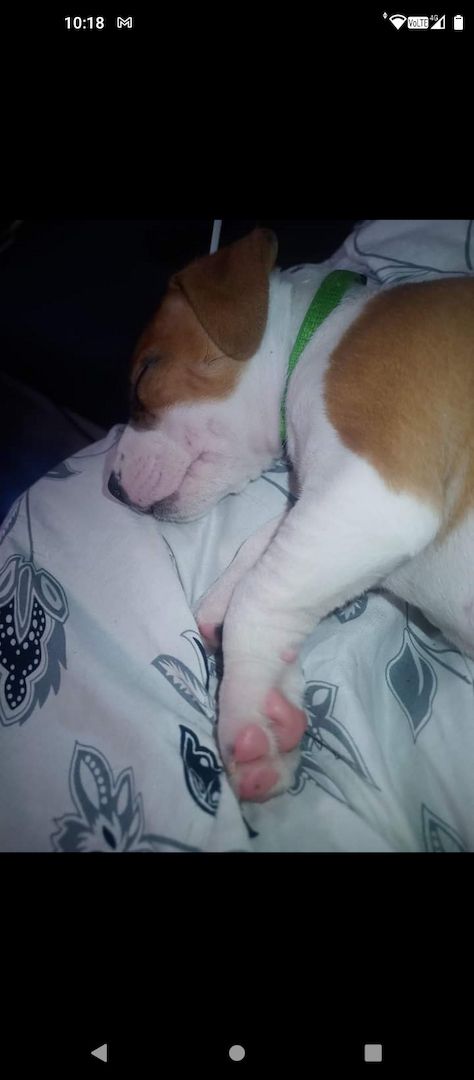 Dringend zu Hause gesucht