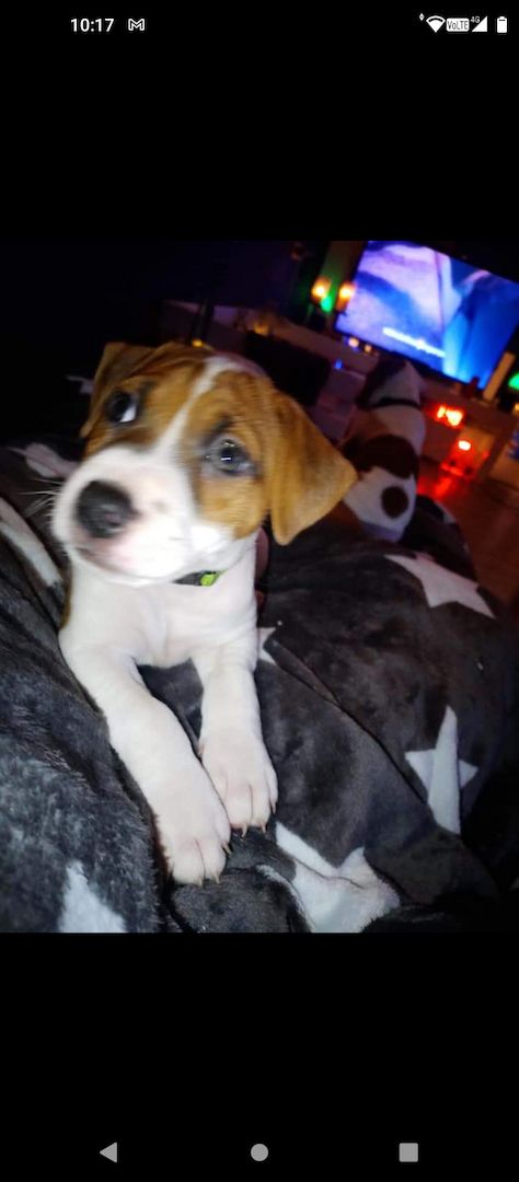 Dringend zu Hause gesucht