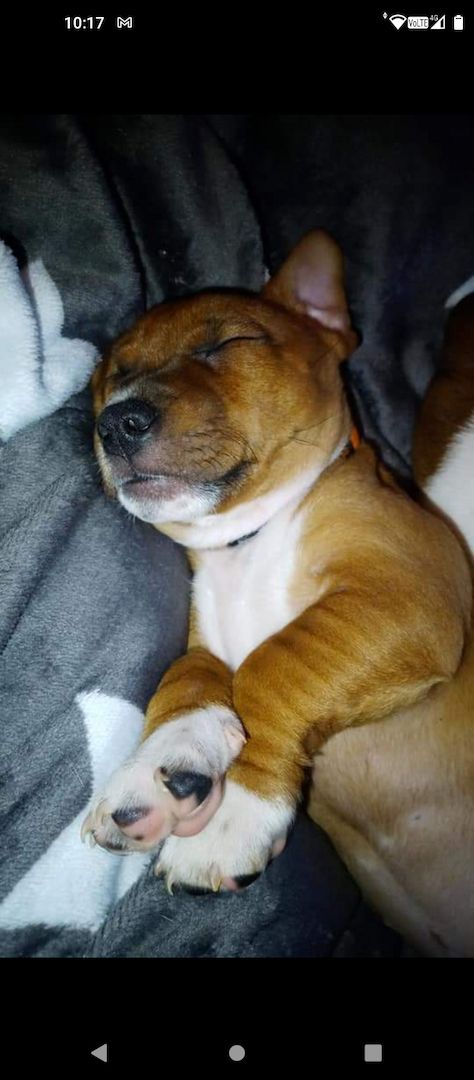 Dringend zu Hause gesucht