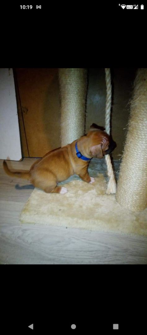 Dringend zu Hause gesucht