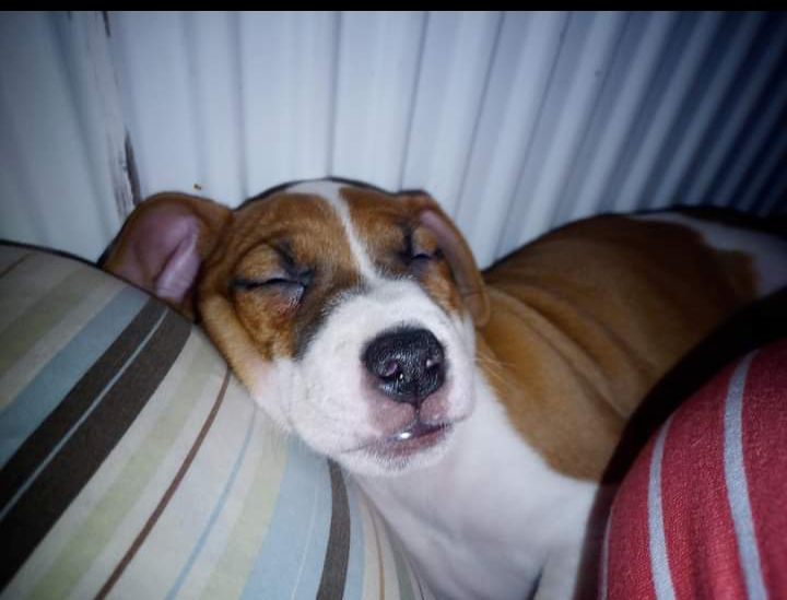 Dringend zu Hause gesucht