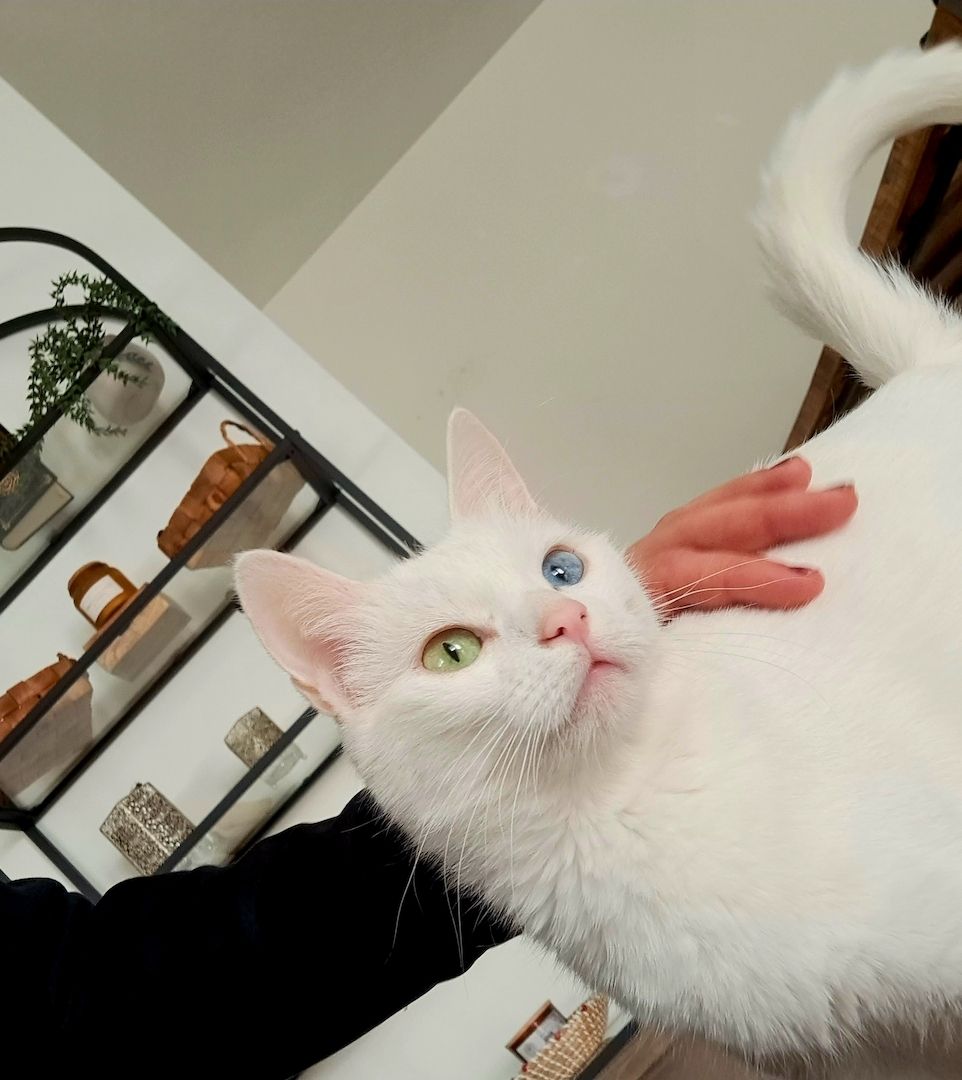 Türkish Angora - British Langhaar Kitten (weiblich) Türkish Angora - British Langhaar Kitten (weiblich)