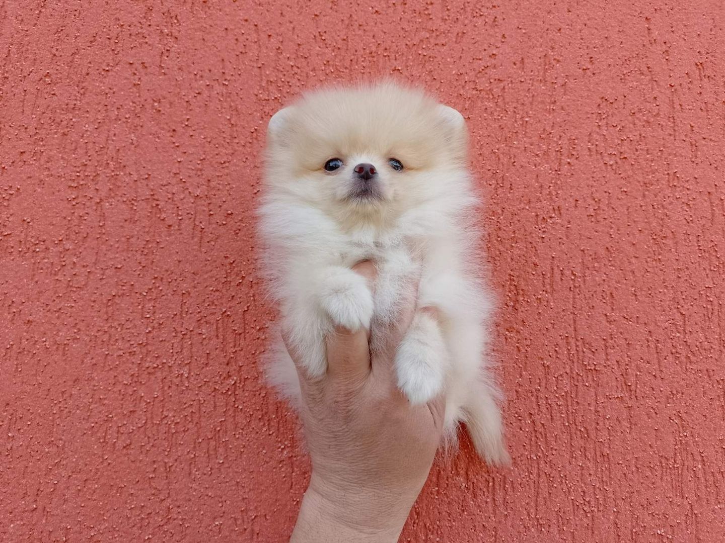Mini Zwergspitz Pomeranian