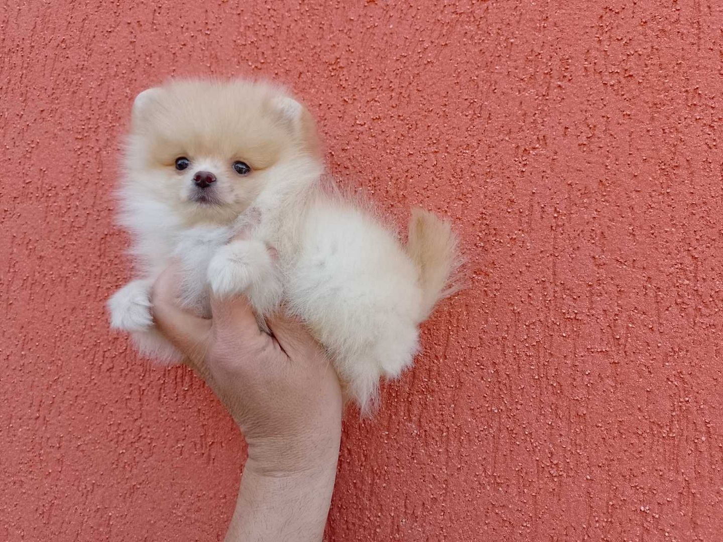 Mini Zwergspitz Pomeranian