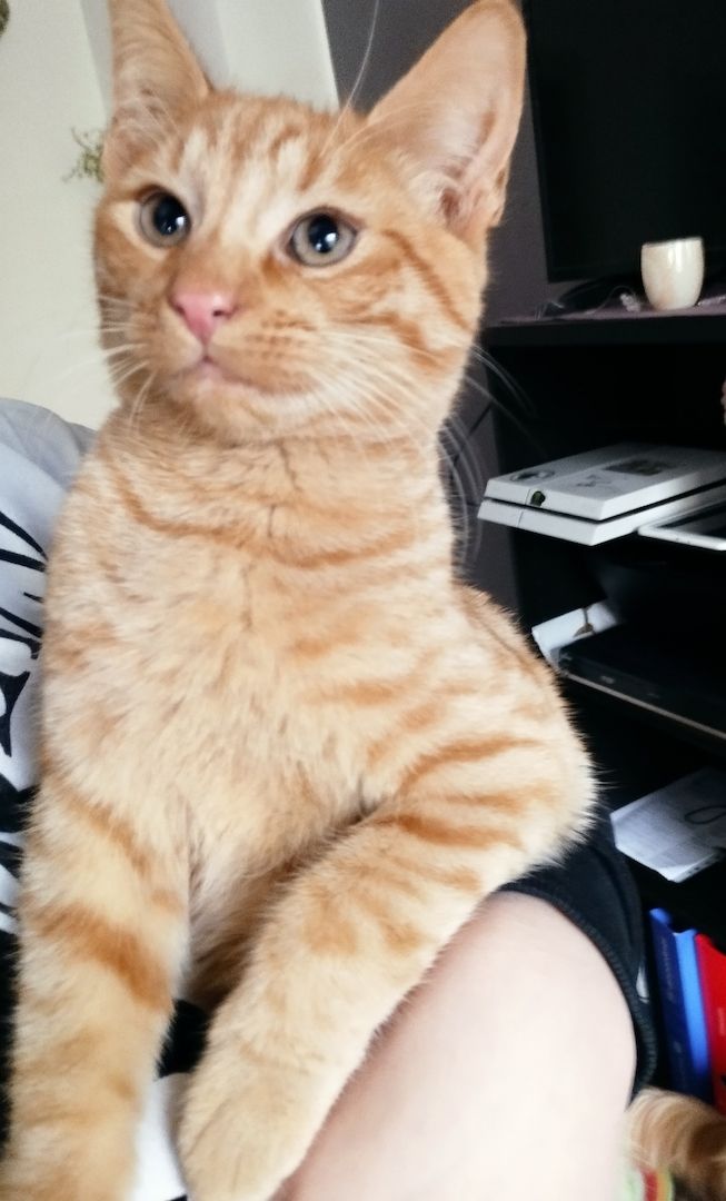 Kleiner Simba sucht Dosenöffner (Hauskatze)