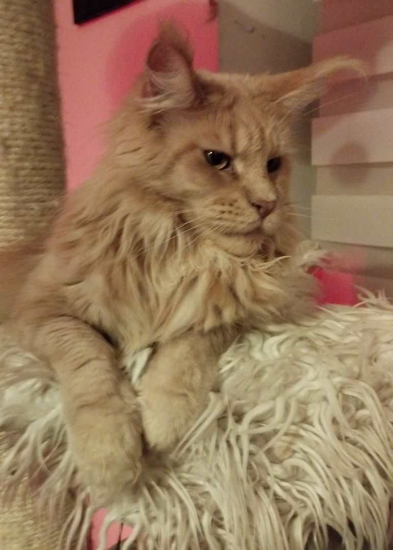 Maine Coon Katzen suchen Kuschelplatz auf Lebenszeit