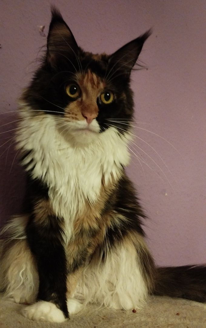 Maine Coon Katzen suchen Kuschelplatz auf Lebenszeit