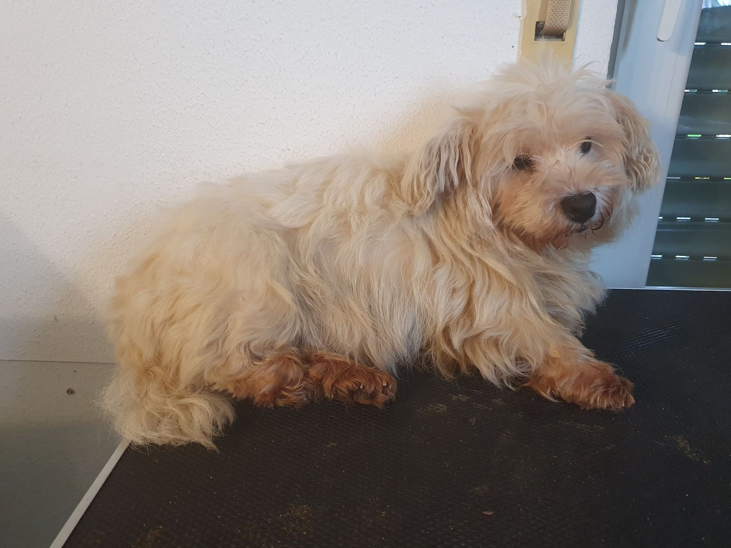 Malteser Mix Hündin  Lucy , 3J, sucht neue Lebensstellung