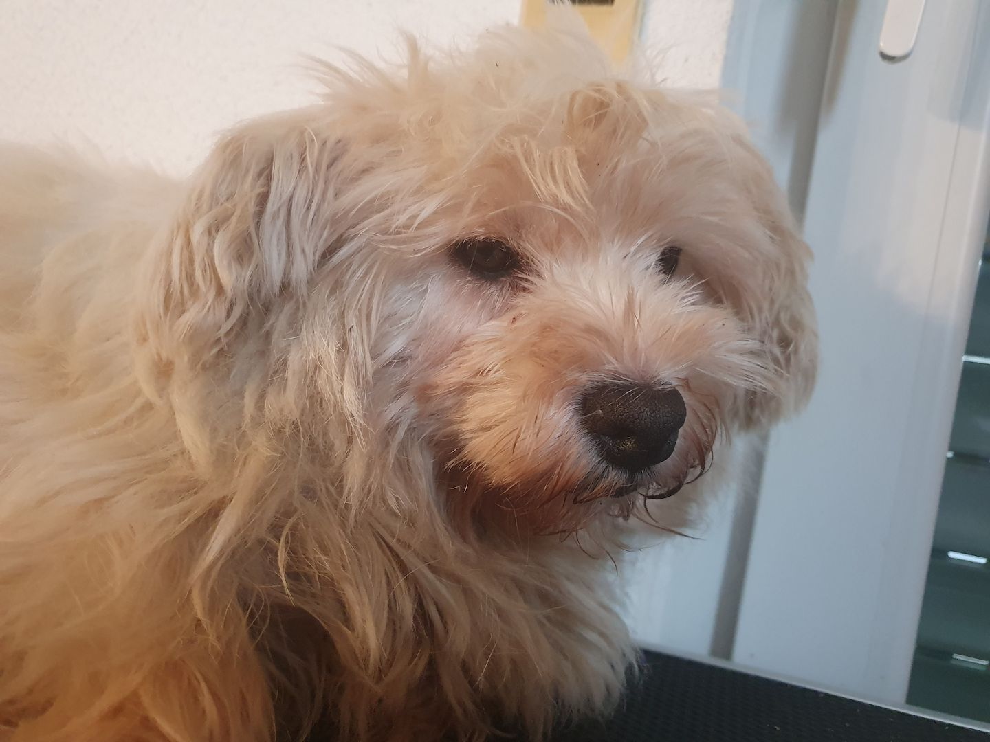 Malteser Mix Hündin  Lucy , 3J, sucht neue Lebensstellung