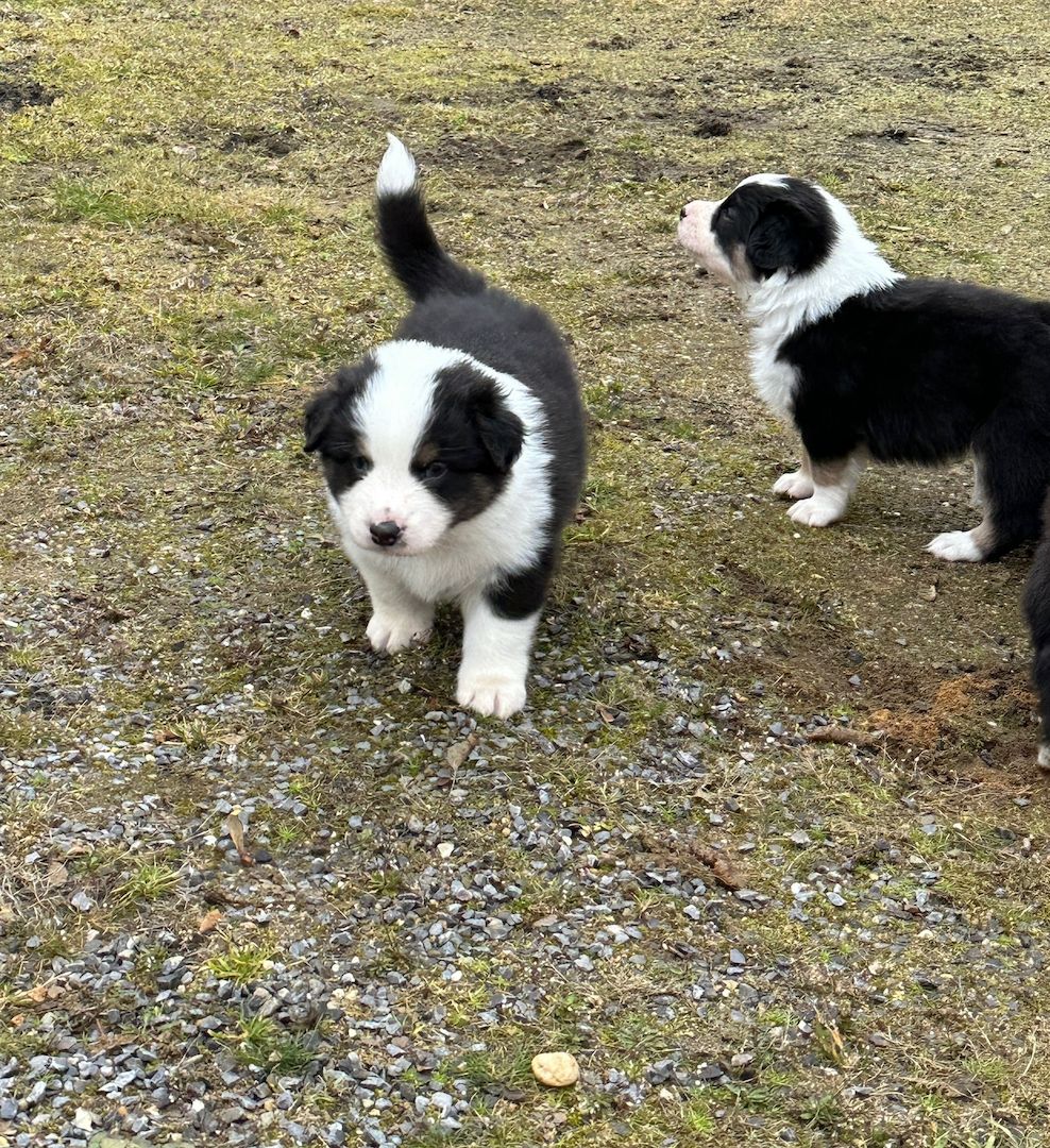 Australian Shepherd Welpen