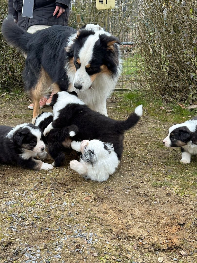 Australian Shepherd Welpen