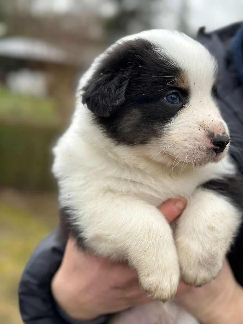 Australian Shepherd Welpen