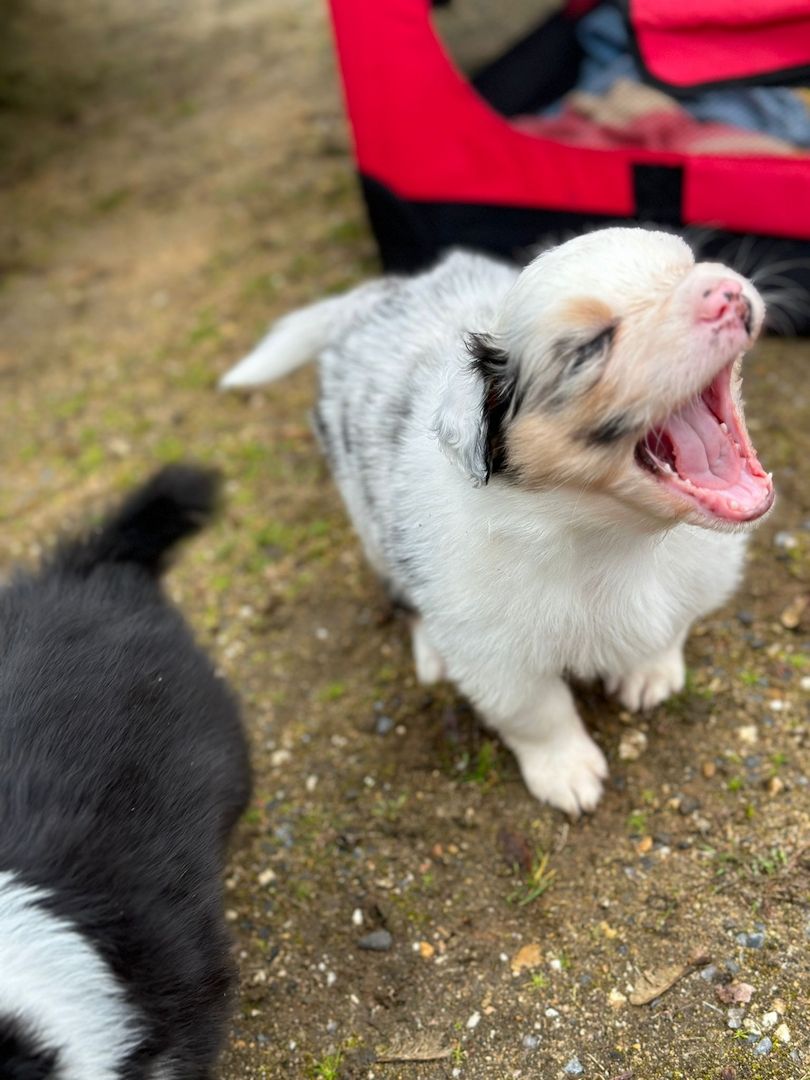 Australian Shepherd Welpen