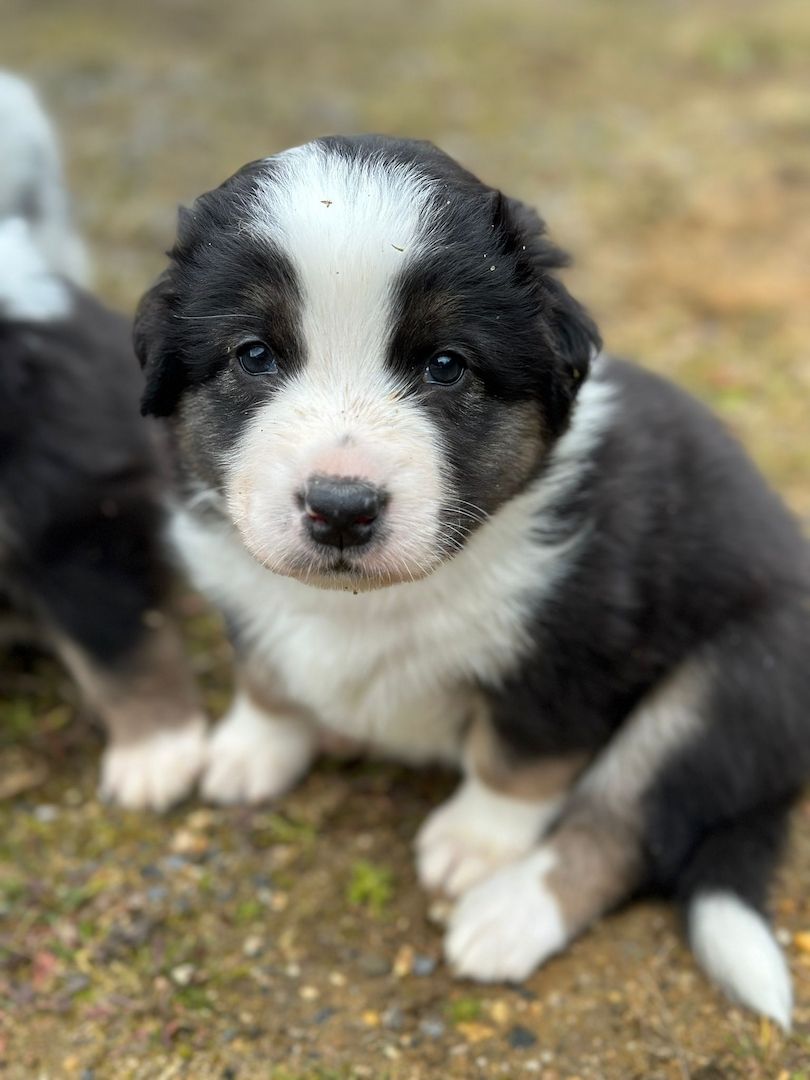 Australian Shepherd Welpen