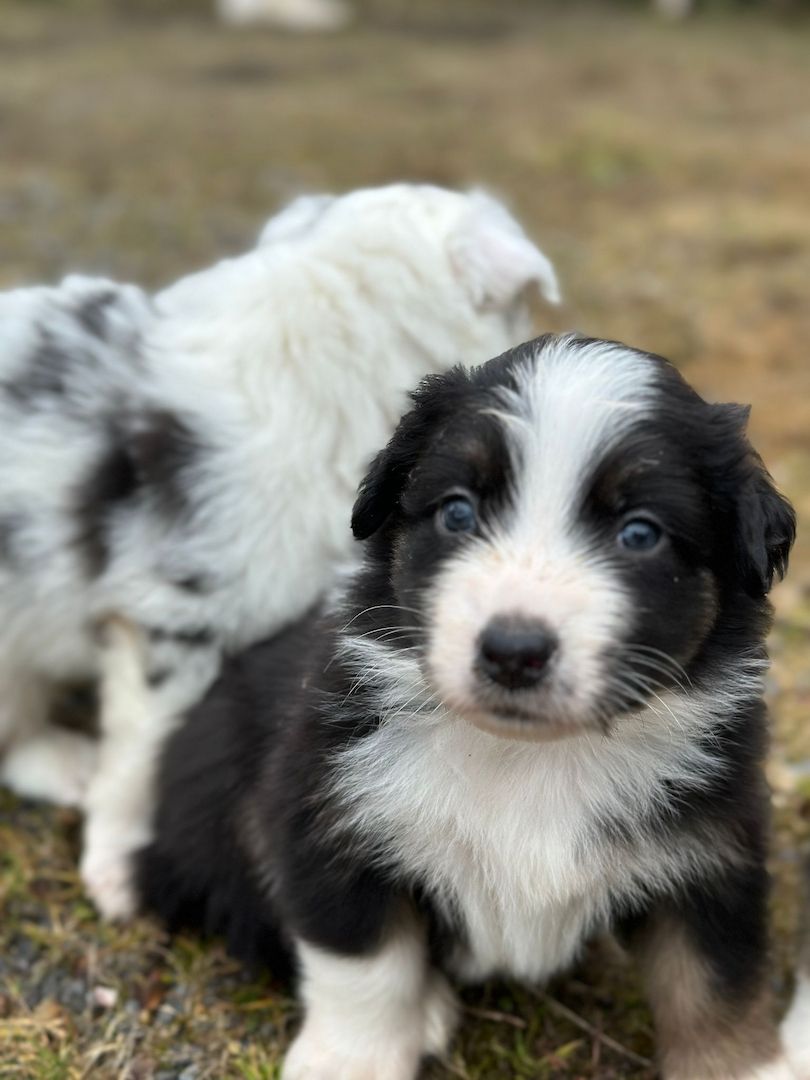 Australian Shepherd Welpen