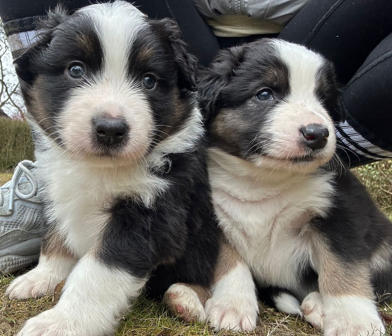 Australian Shepherd Welpen