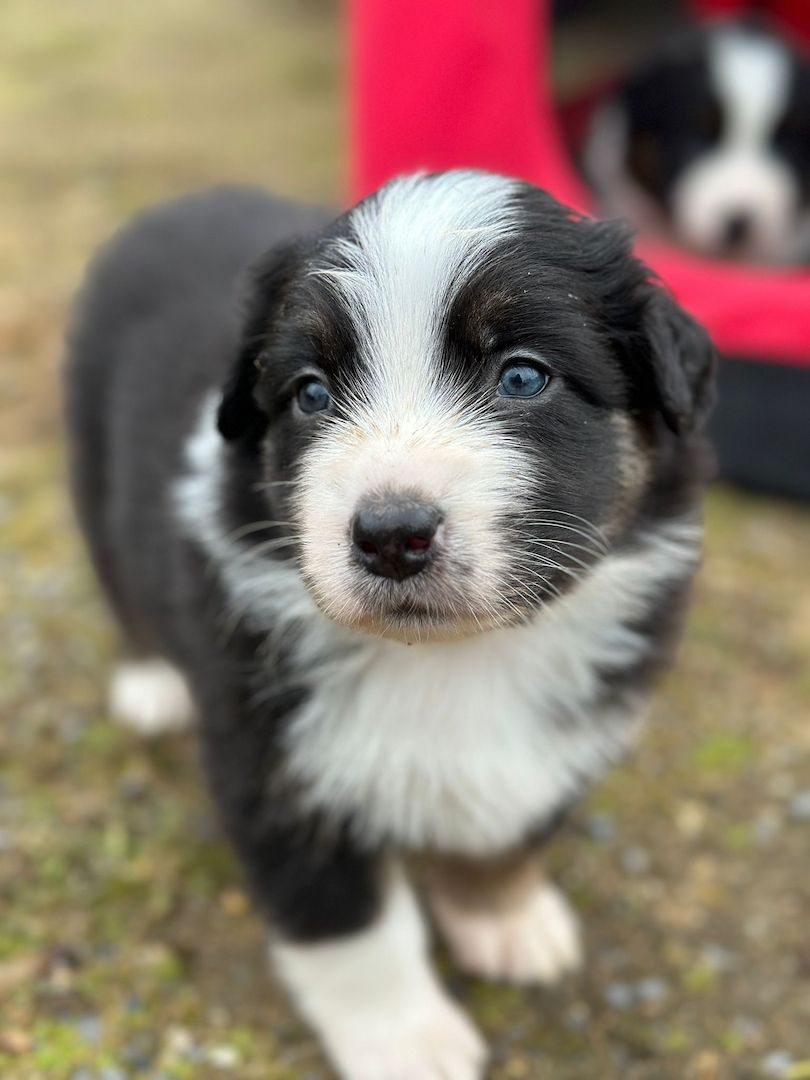 Australian Shepherd Welpen