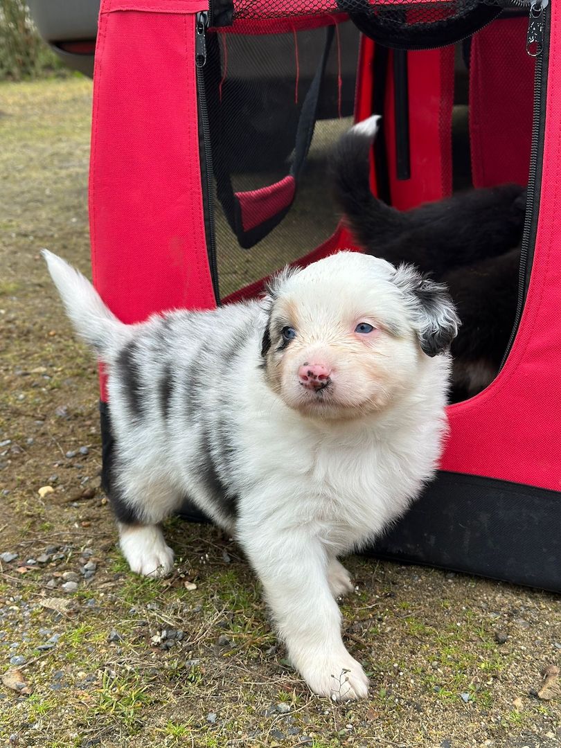 Australian Shepherd Welpen