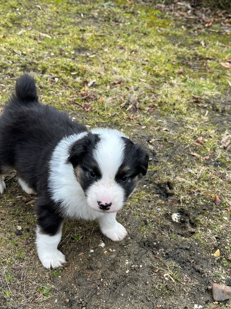 Australian Shepherd Welpen