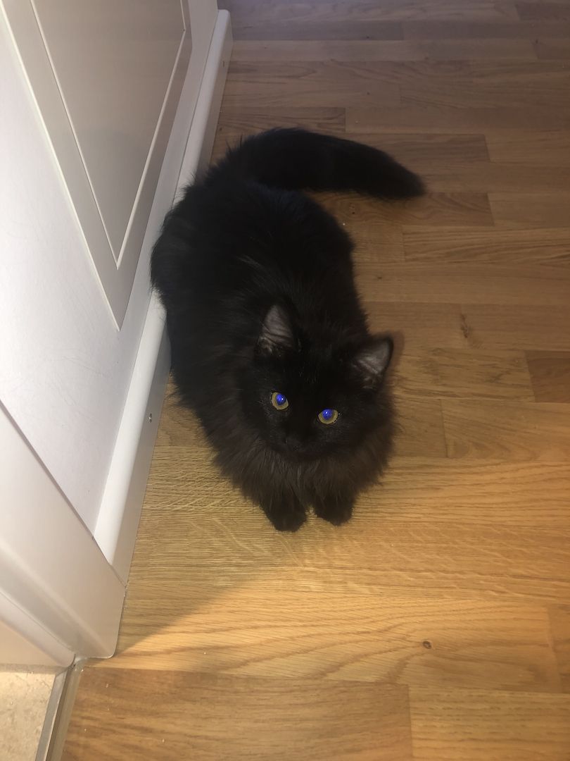 Main coon Kater zu verkaufen Main coon Kater zu verkaufen