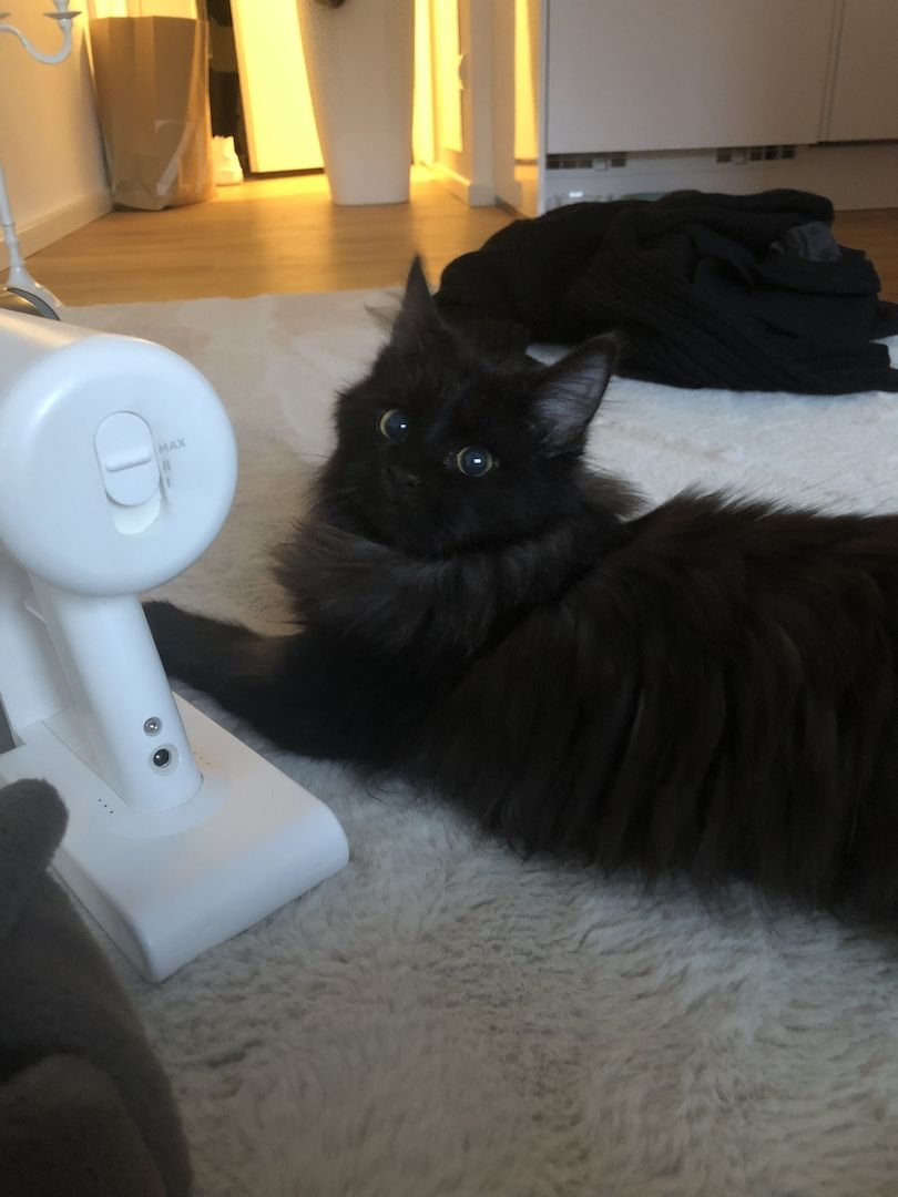 Main coon Kater zu verkaufen Main coon Kater zu verkaufen