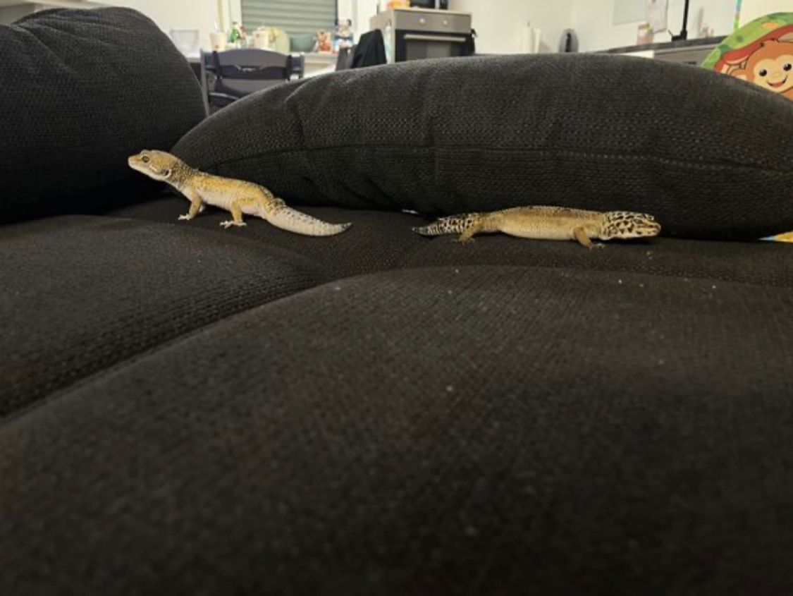 Leopard Gecko Pärchen (wahlweise mit Terrarium und Schrank)