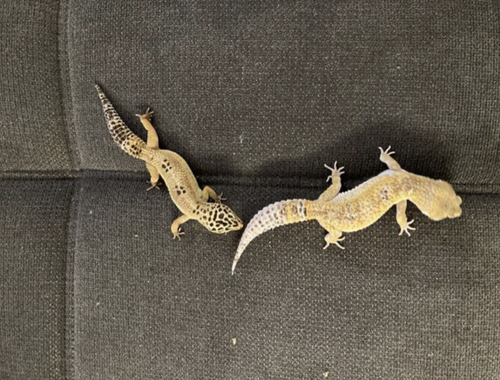 Leopard Gecko Pärchen (wahlweise mit Terrarium und Schrank)