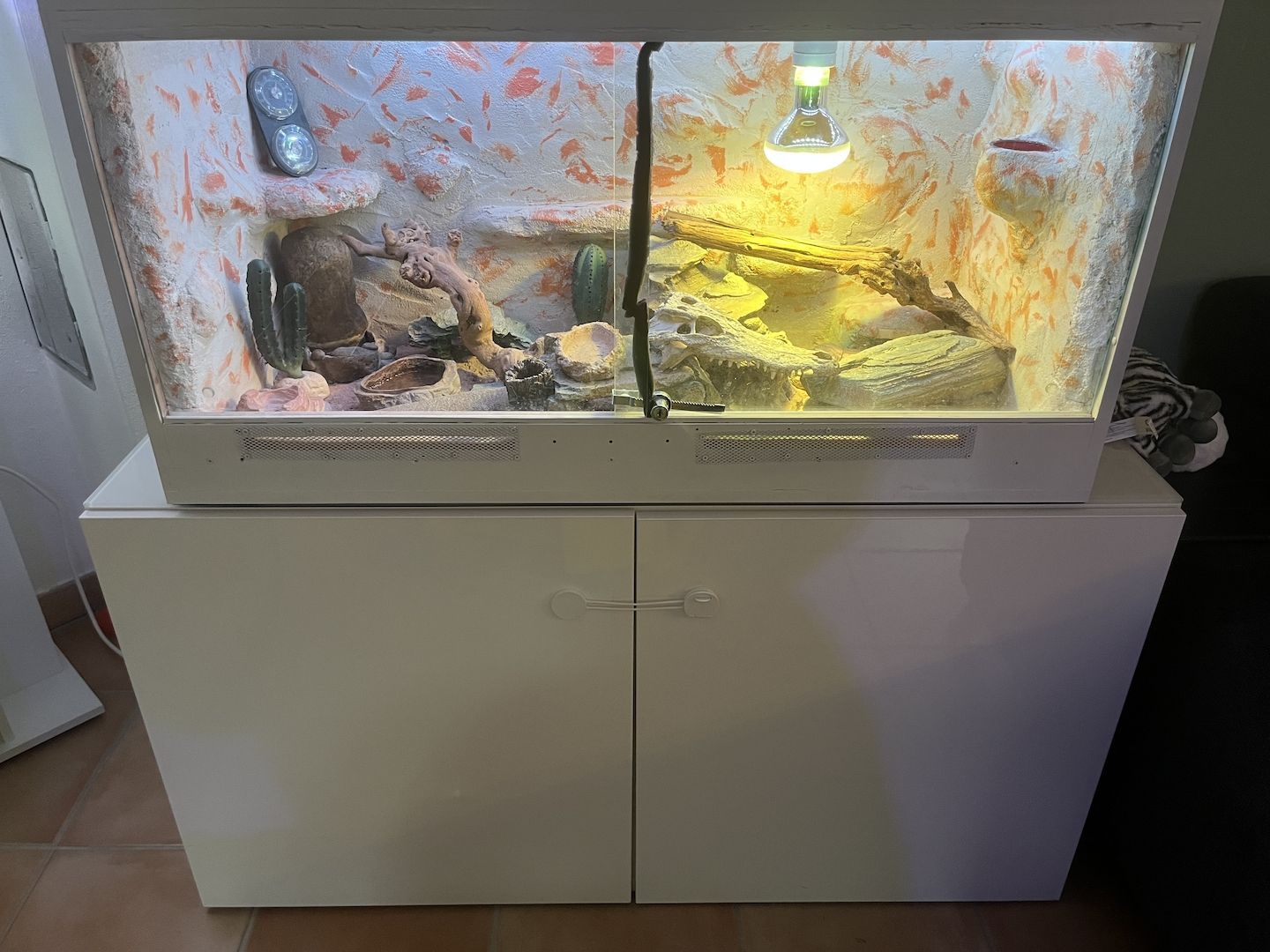 Leopard Gecko Pärchen (wahlweise mit Terrarium und Schrank)