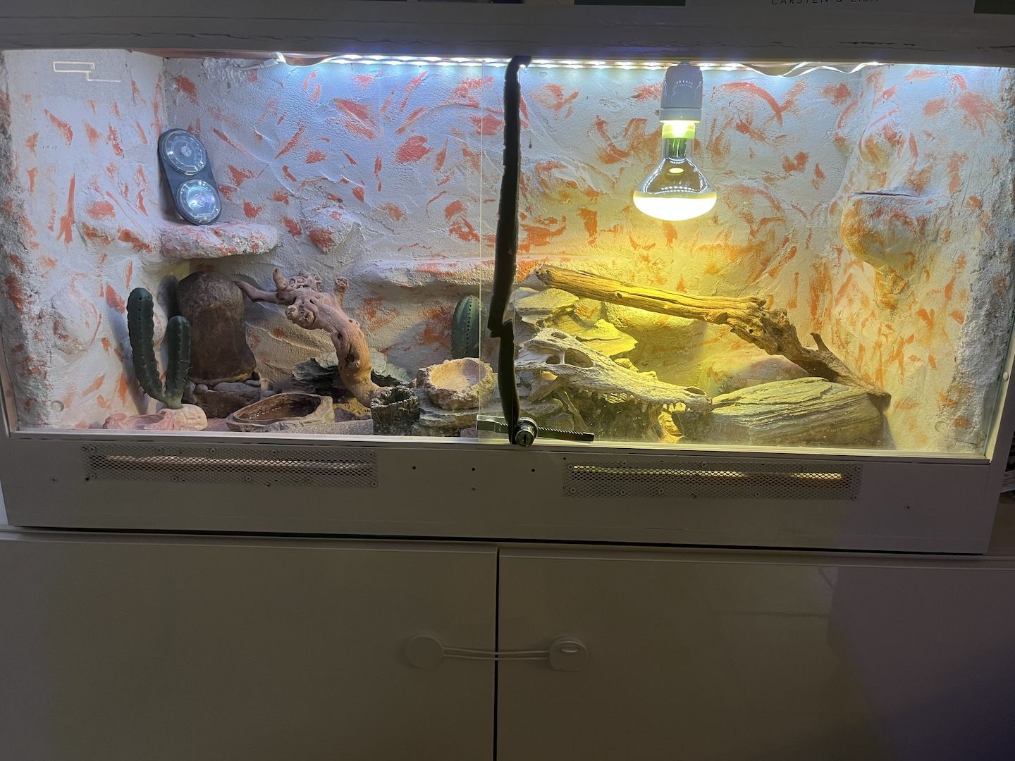 Leopard Gecko Pärchen (wahlweise mit Terrarium und Schrank)