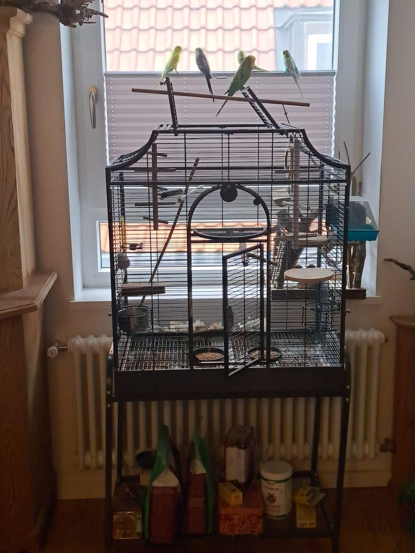 5 Wellensittiche mit Madeira 1 käfig