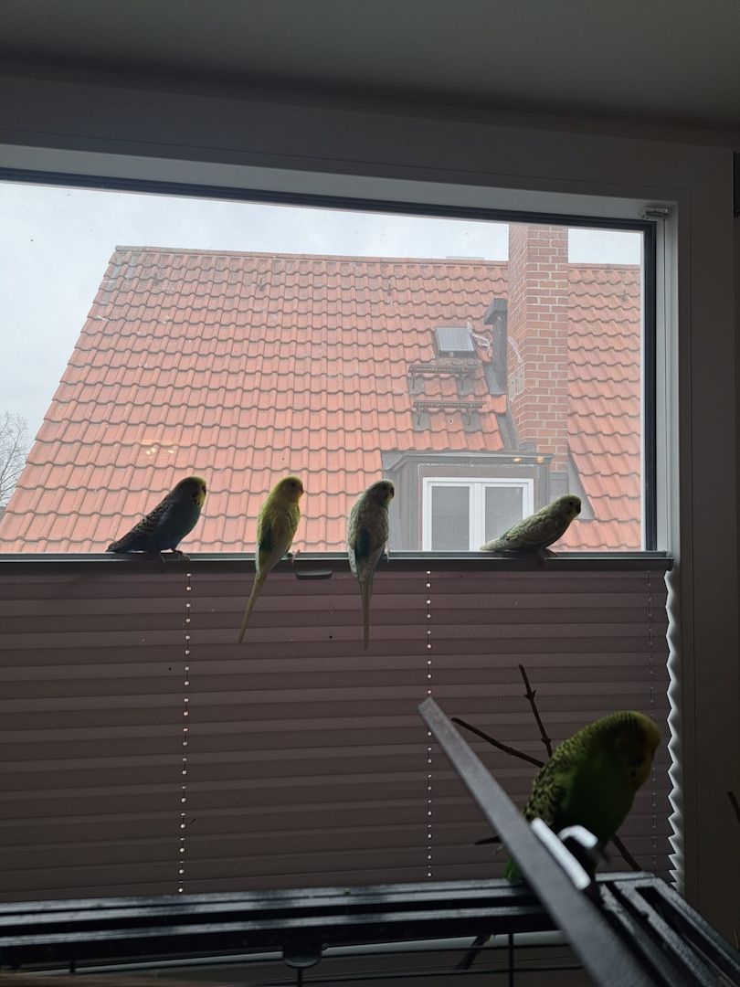 5 Wellensittiche mit Madeira 1 käfig