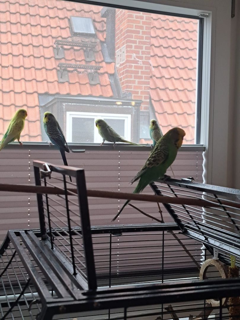 5 Wellensittiche mit Madeira 1 käfig