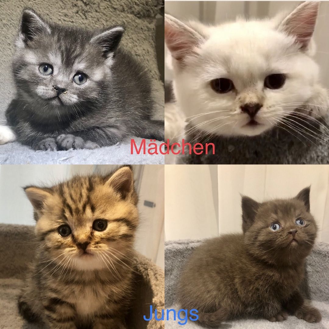 Noch eine BKH-Mädchen in seltener Waschbär Farbe ist frei