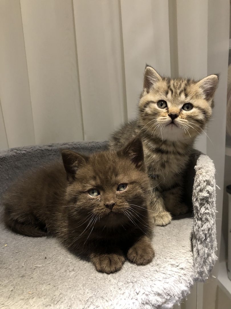 Noch eine BKH-Mädchen in seltener Waschbär Farbe ist frei