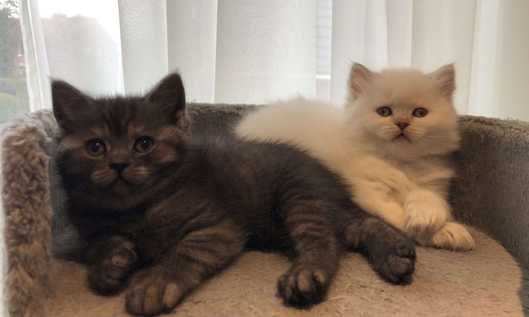 Noch eine BKH-Mädchen in seltener Waschbär Farbe ist frei