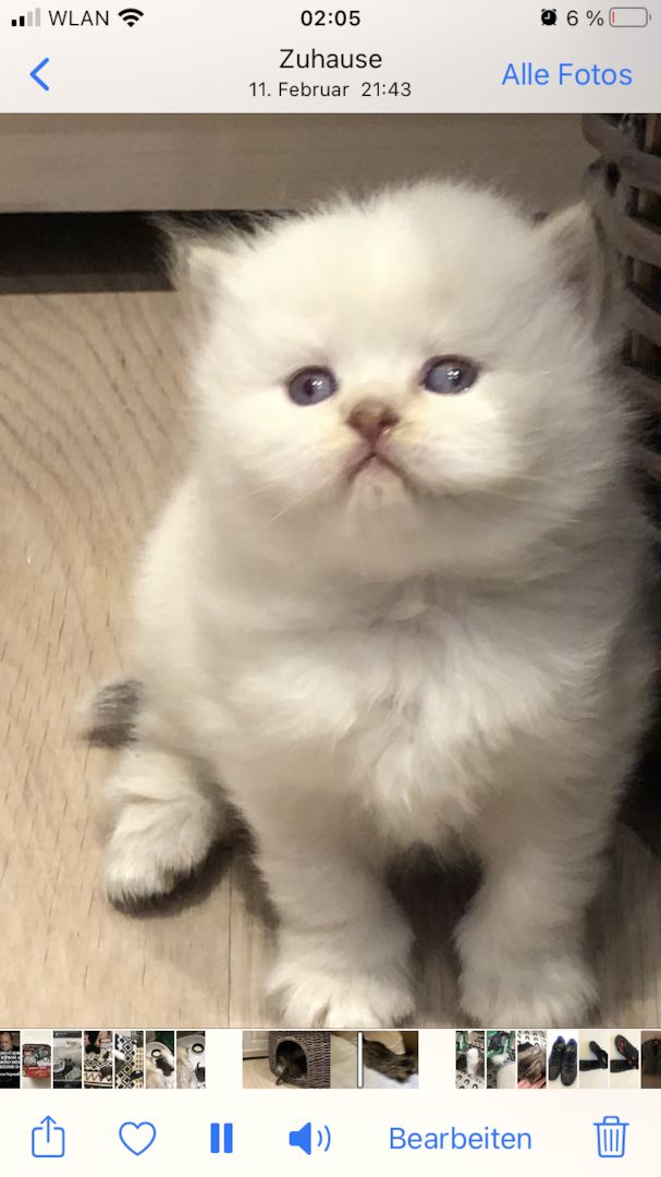 Noch eine BKH-Mädchen in seltener Waschbär Farbe ist frei