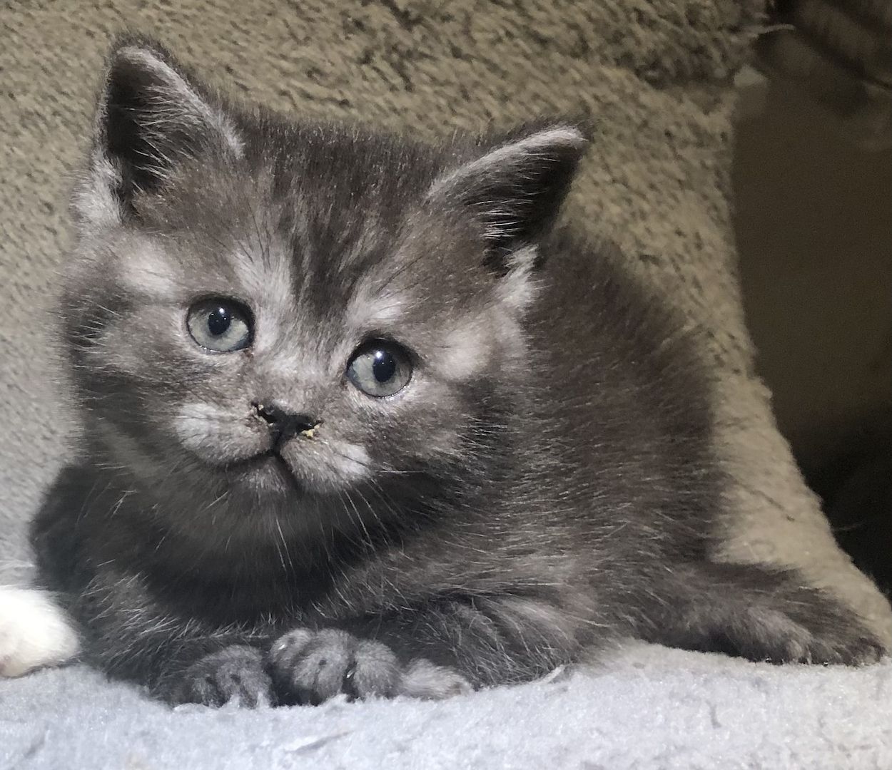 Noch eine BKH-Mädchen in seltener Waschbär Farbe ist frei