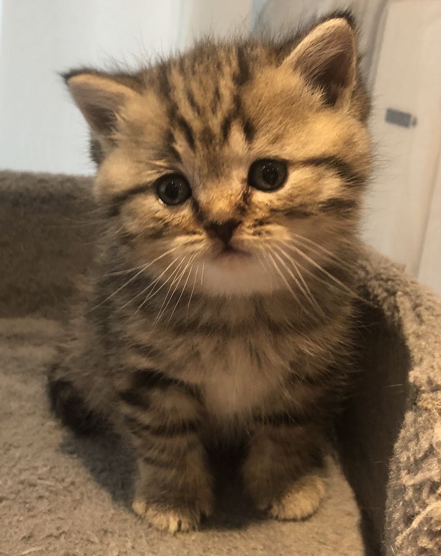 Noch eine BKH-Mädchen in seltener Waschbär Farbe ist frei