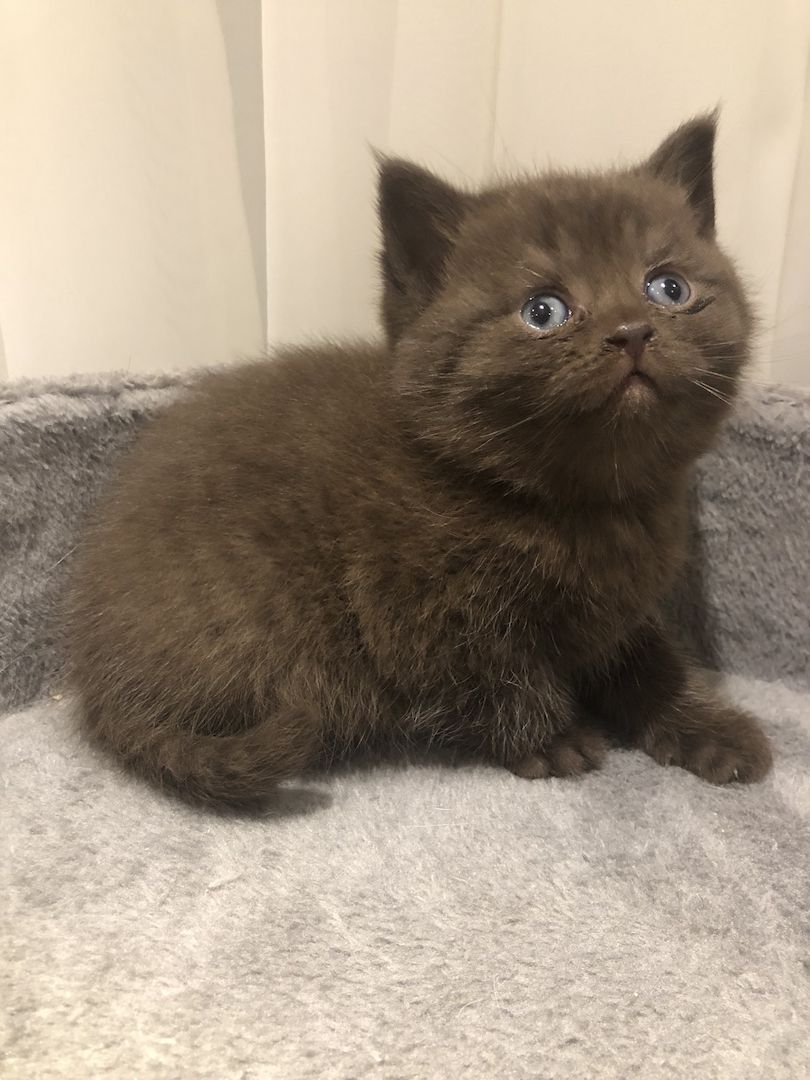 Noch eine BKH-Mädchen in seltener Waschbär Farbe ist frei