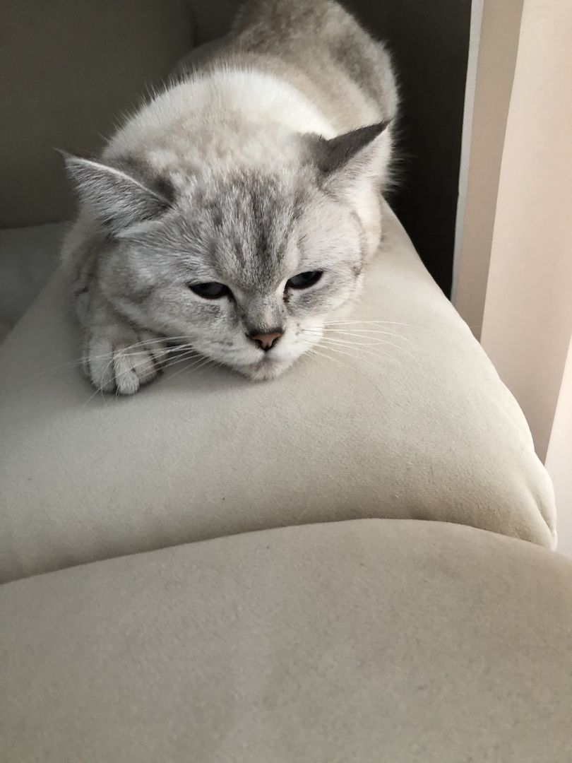 Noch eine BKH-Mädchen in seltener Waschbär Farbe ist frei