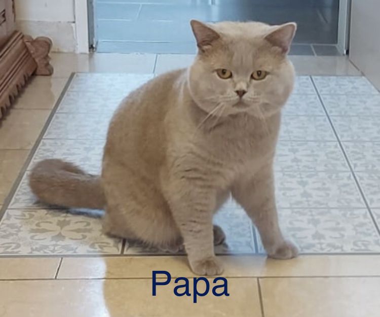 Noch eine BKH-Mädchen in seltener Waschbär Farbe ist frei