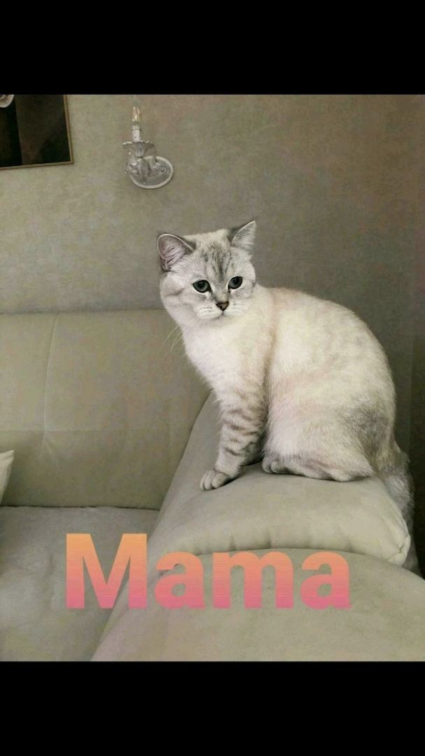 Noch eine BKH-Mädchen in seltener Waschbär Farbe ist frei