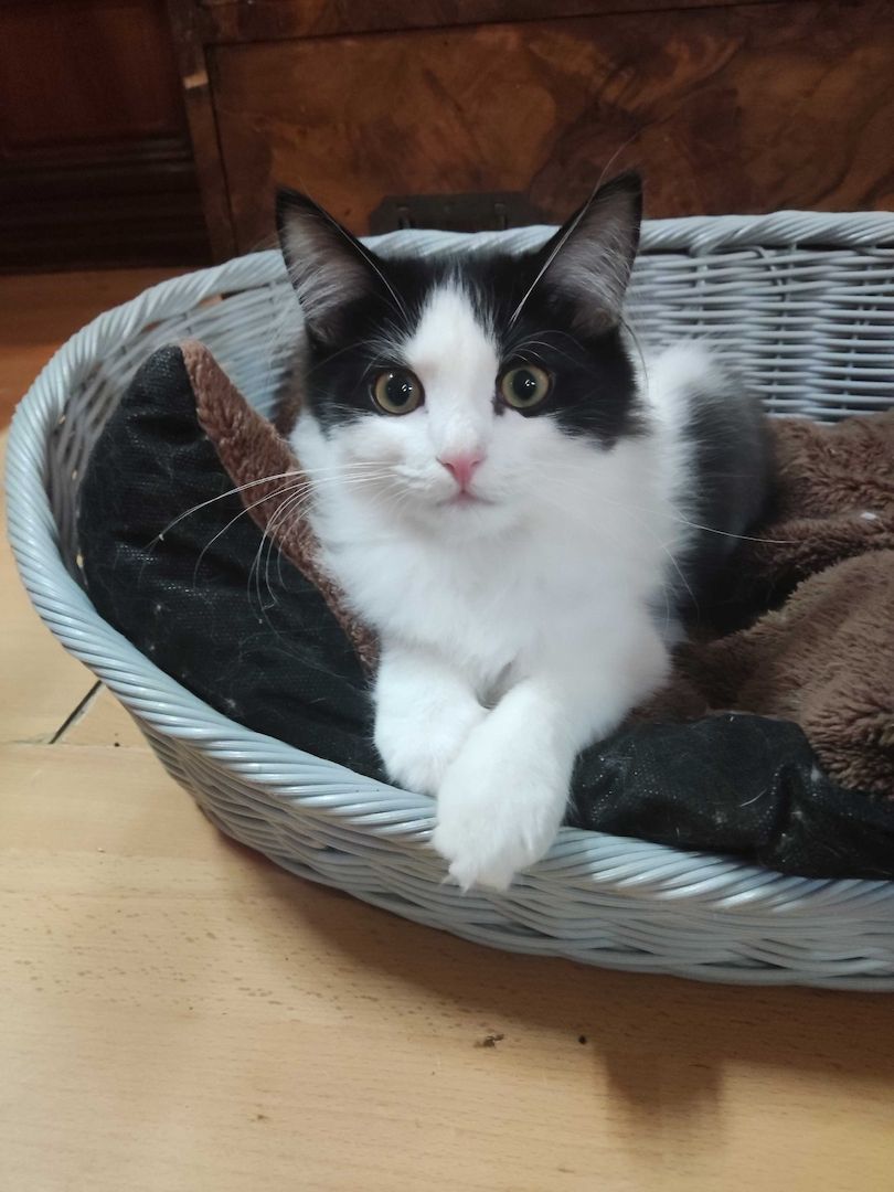 Kleine Schmusekatzen