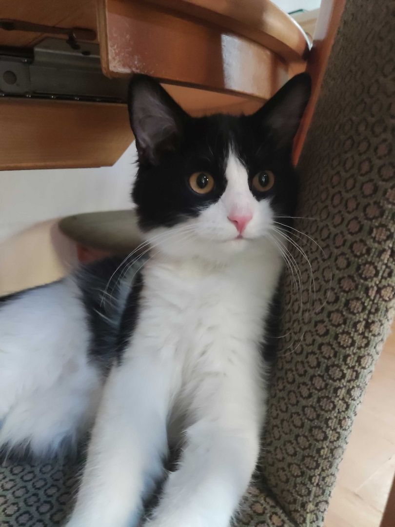 Kleine Schmusekatzen